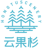 云果杉